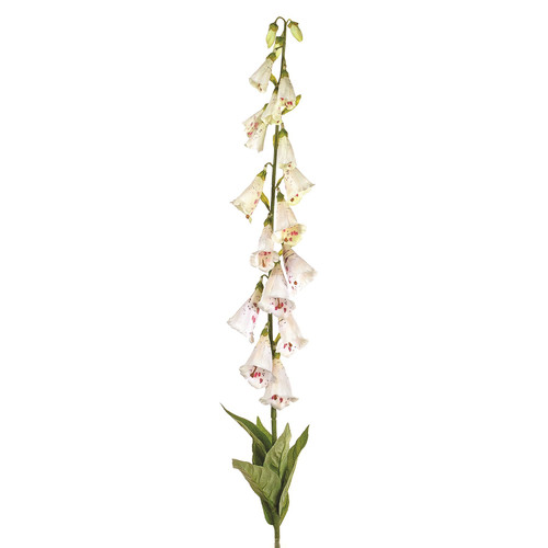 Cream Foxglove (107cm)