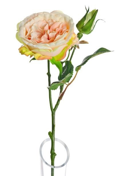 Peach Lydia Cabbage Rose Spray