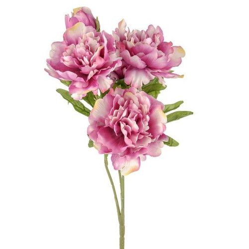 Dark Pink Flora Peony Bush (42cm)