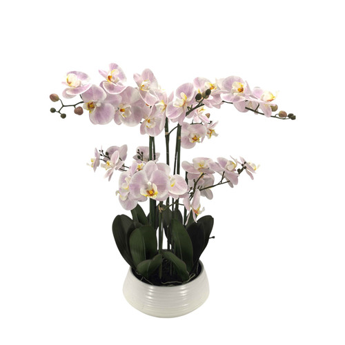 Light Pink Orchid with 6 Stems in Ceramic Pot (64cm H)