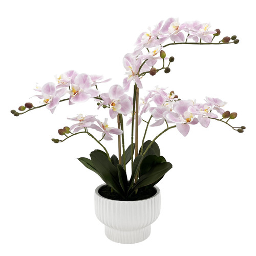 Light Pink Orchid with 5 Stems in White Ceramic Pot (63cm H)