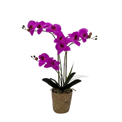 Fuchsia Pink Orchid with 3 Stems in Basket (53cm H)