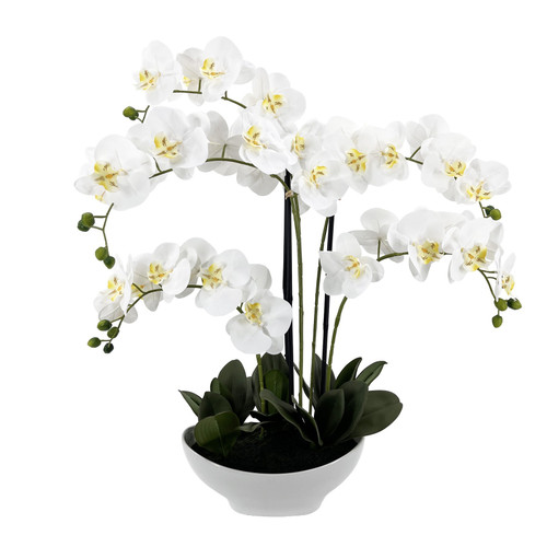 White Orchid with 5 Stems in White Ceramic Dish (72cm H)