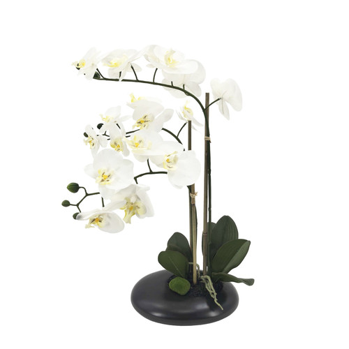 White Orchid with 3 Stems in Black Ceramic Pot (56cm H)