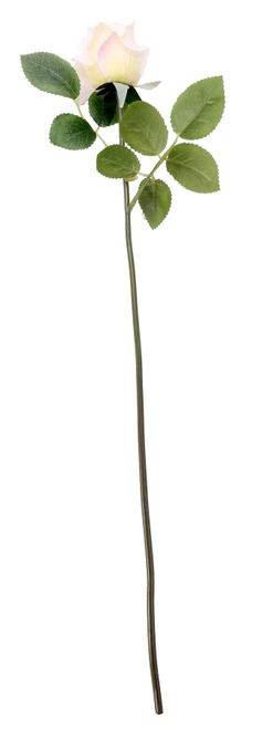 Essential Ivory Arundel Rose Bud