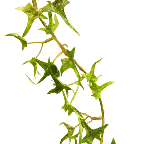 Frosted Ivy Garland (160cm)
