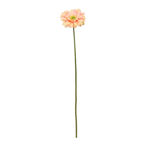 Peach Gerbera Stem (72cm) Peach Gerbera Stem (72cm)