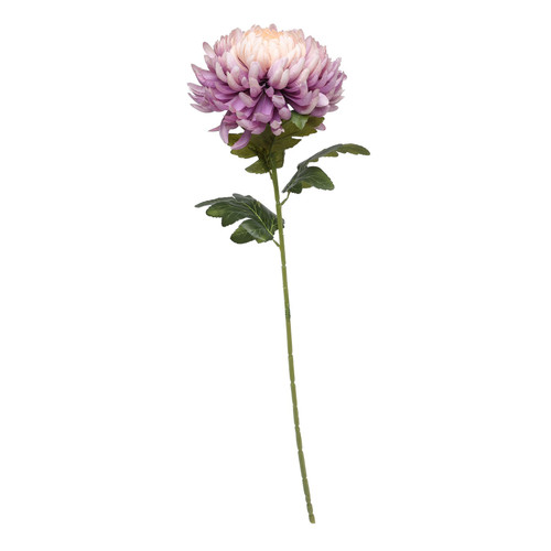Chrysanthemum Lavender Chrysanthemum Lavender