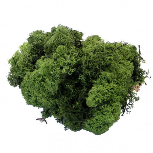 Dark Green Reindeer Moss 500g Dark Green Reindeer Moss 500g