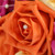 Lyla Personalised Posy (Large)