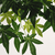 Artificial Japanese Maple Tree Green (2.8M)
