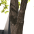 Artificial Japanese Maple Tree Green (2.8M)
