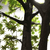 Artificial Japanese Maple Tree Green (2.8M)