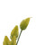 Essential Yellow Thistle 