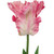 Tulip Pink Parrot Variety