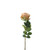 Essential Vintage Nude Garden Rose
