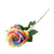 Essential Rainbow Garden Rose