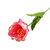 Essential Pink Parrot Tulip (70cm)