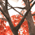Artificial Japanese Maple Tree Red (2.8m)