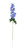 Essential Blue Arundel Garden Delphinium (77cm)