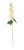 Essential Cream Arundel Garden Delphinium (77cm)