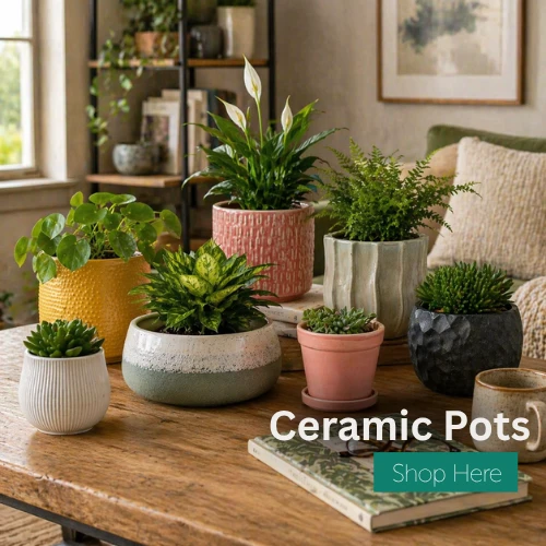 Ceramic Pots 