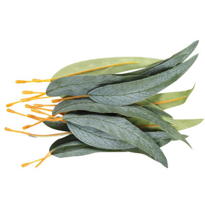 Gum Leaves Pack of 50