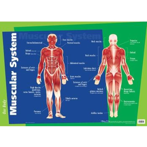 MUSCULAR SYSTEM WALL CHART *** While Stocks Last ***