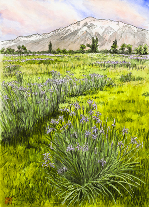 Round Valley Wild Iris, Bishop, CA
