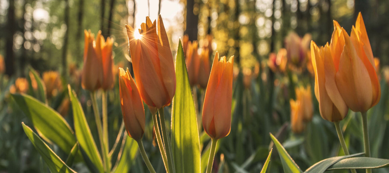 Wines for Spring