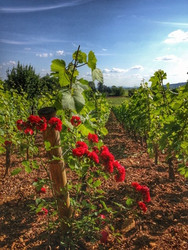 Vines and bees