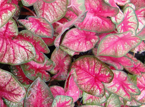 15+ Pink Caladium Plant