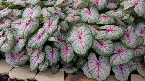 Add color to your landscape with Summer Breeze caladiums