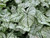 Heart to Heart™ Snow Drift Caladium makes a great addition to any garden