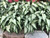 Add White Pearl caladiums to your landscape for a splash of long lasting color.