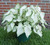 White Butterfly caladiums in a pot