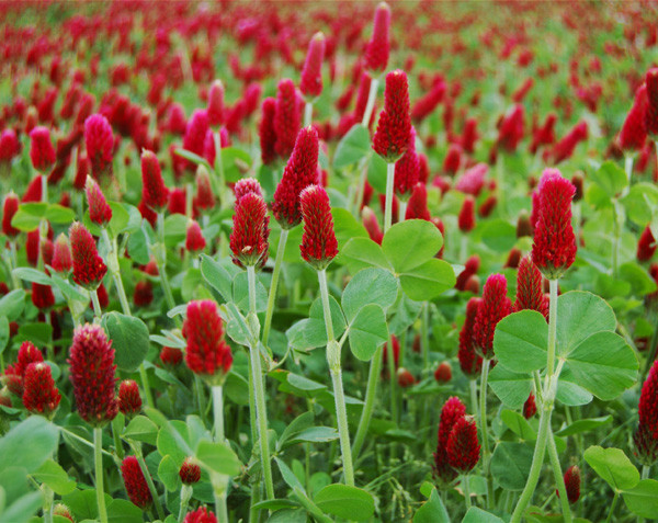 Seeds: Crimson Clover - 7 oz