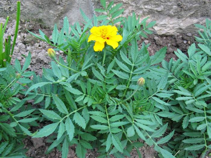 Seeds: Desert Marigold - Small Bag