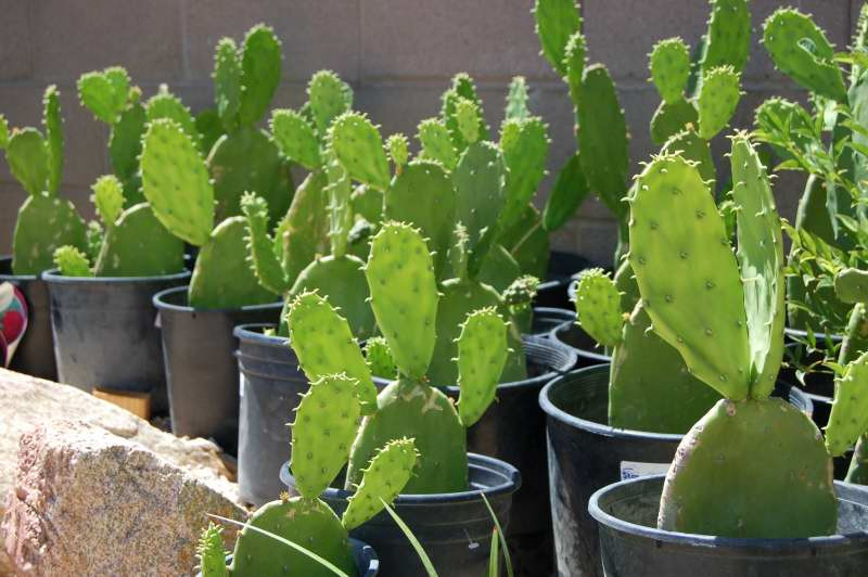 Cactus Pads for Tortoises For Sale at TortoiseSupply.com!