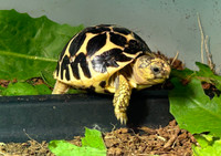 Baby Sri Lankan Star Tortoise