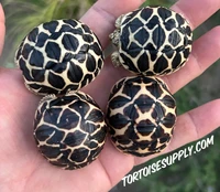 Baby Sri Lankan Star Tortoise