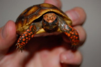 High color redfoot tortoise