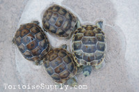 Baby (Caspian) Greek Tortoise