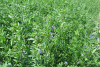 Seeds: Alfalfa - Non Dormant - 7 oz. 