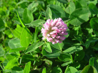 Seeds: Strawberry Clover - 7 oz. 