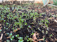 Seed Mix: Standard Clover Mix - 8 oz. 