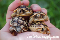 Baby (Libyan) Greek Tortoise