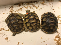 Split or irregular scutes on baby Ibera greek tortoises.
