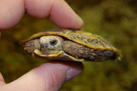 Baby Pancake Tortoise
