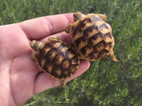 Baby (Jordanian) Greek Tortoise